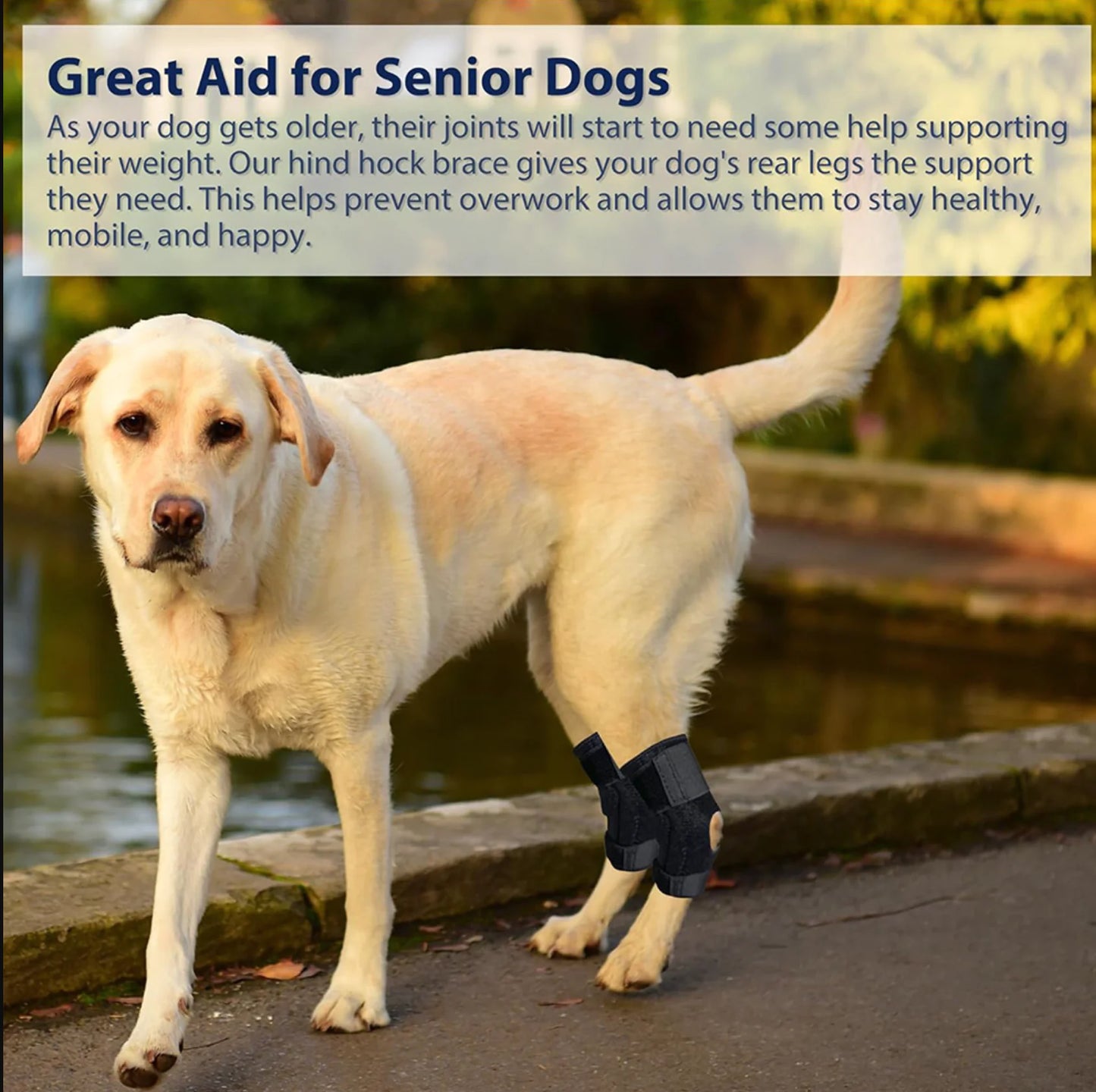 Dog Rear Leg Support Strap